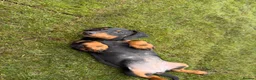 Dachshund dogs for sale: Stunning Girl dachshund available (LAST ONE) !! in Liverpool - Advert 1