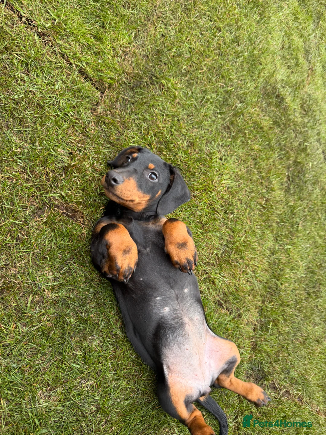 Dachshund dogs for sale: Stunning Girl dachshund available (LAST ONE) !! in Liverpool - Advert 1