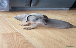 Dachshund dogs for sale: Isabella dachshund puppies for sale! - Image 12