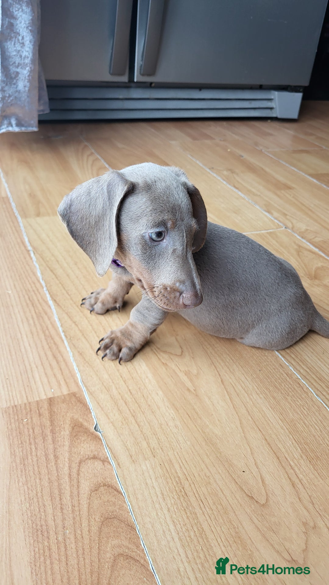 Dachshund dogs for sale: Isabella dachshund puppies for sale! - Image 12