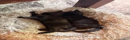 Mixed Breed cats for sale: Kittens in Worcester - Advert 2
