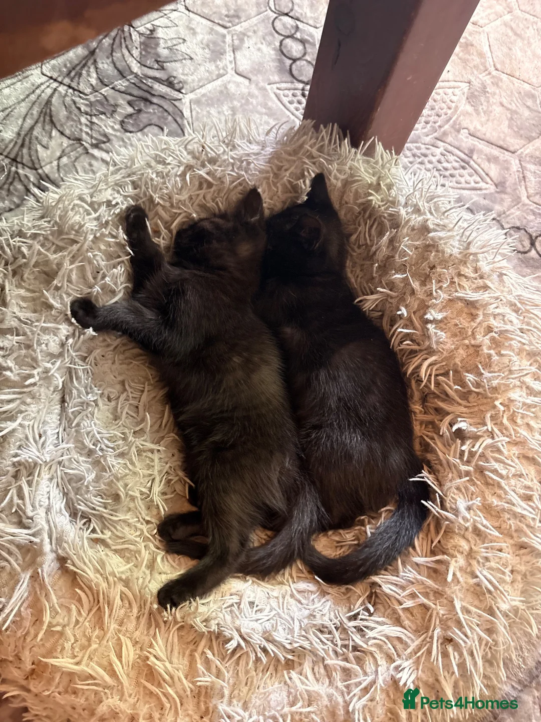Mixed Breed cats for sale: Kittens in Worcester - Advert 2
