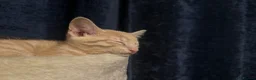 British Shorthair cats for sale: British Short Hair X Siamese  - Advert 12