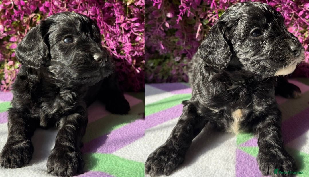 Cockapoo dogs F1 various mini cockapoos 30 dna health tested clr - Advert 1