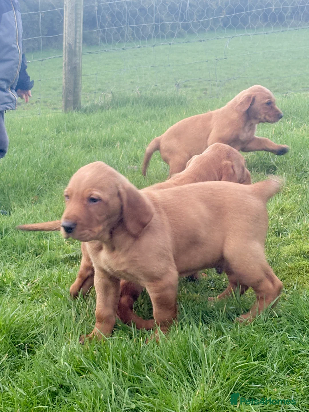 Mixed Breed dogs for sale: Vizslador pups for sale  in Newry - Advert 3
