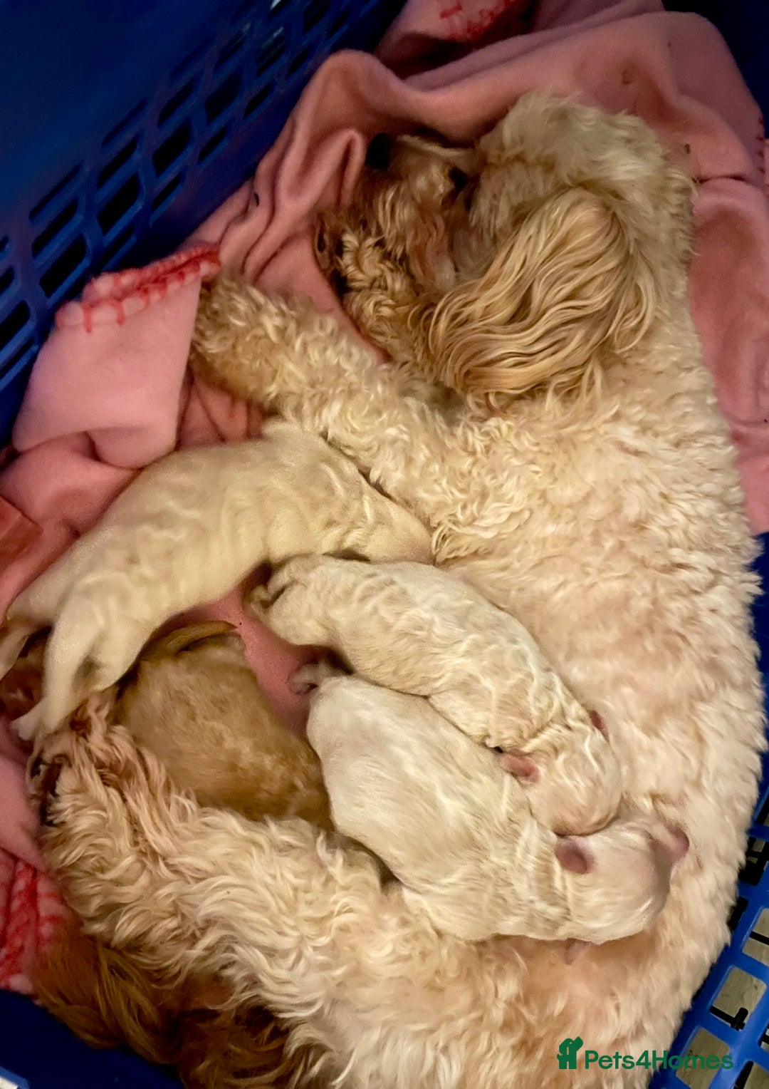 Maltipoo dogs for sale: ✨ Maltipoo Puppies Looking for Forever Homes! ✨ - Image 14