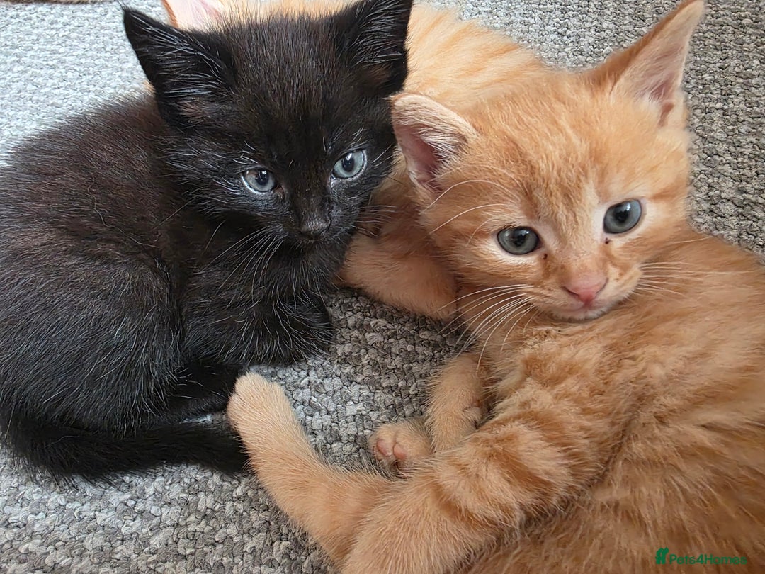 Maine Coon cats for sale: Ginger kitten's  - Image 3