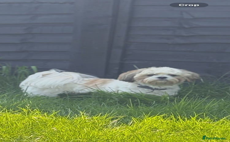 Malshi dogs - Advert 1
