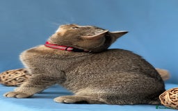 British Shorthair cats for sale: Stunning British sh/longhair kittens TICA - Image 15