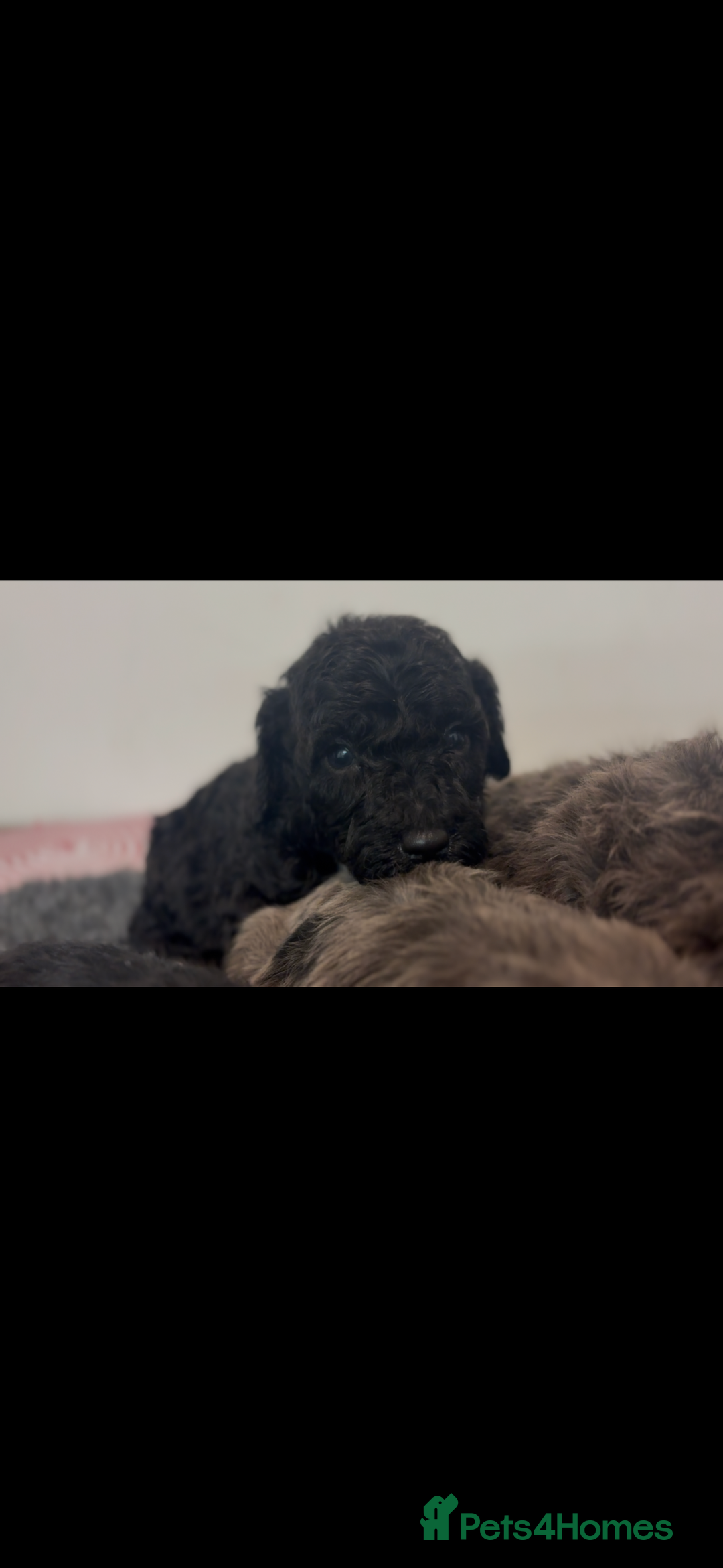 Cavapoochon dogs for sale: Rare Cavapoochons Home Raised PRA clear - Advert 32