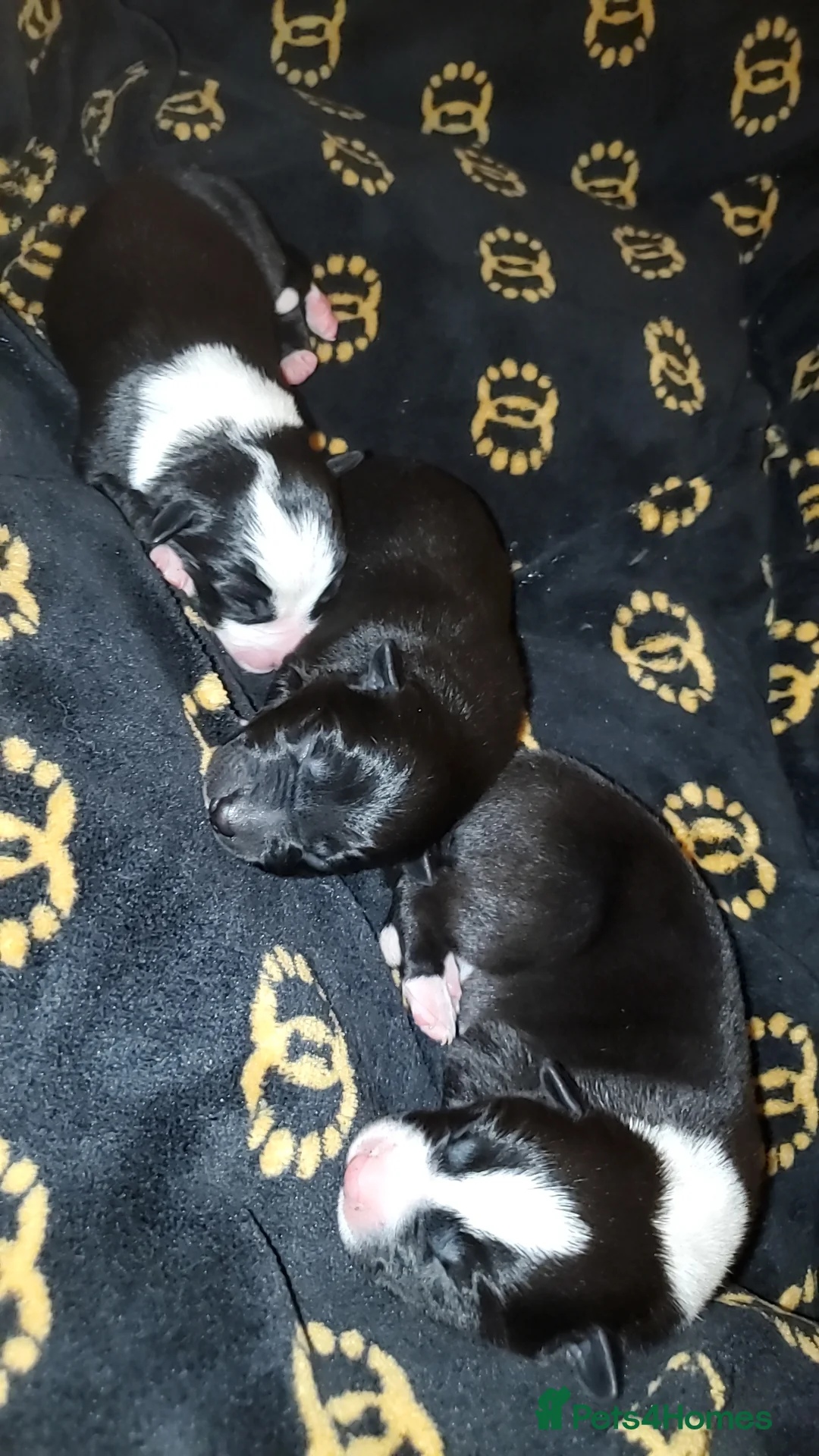 Mixed Breed dogs for sale: 2 male puppies for sale.  - Advert 1