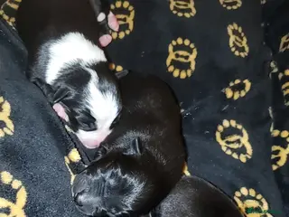 Mixed Breed dogs 2 male puppies for sale. - Advert 11