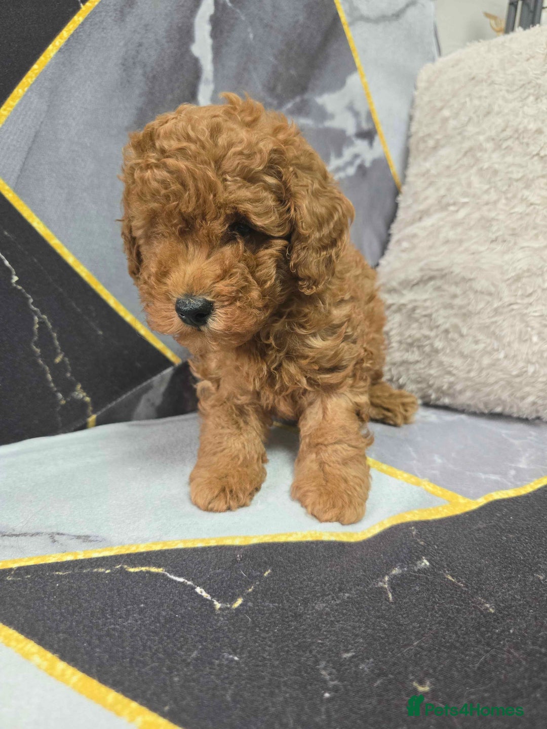 Toy Poodle dogs for sale: 3 Stuninngly cute red toy poodle puppies - Advert 23