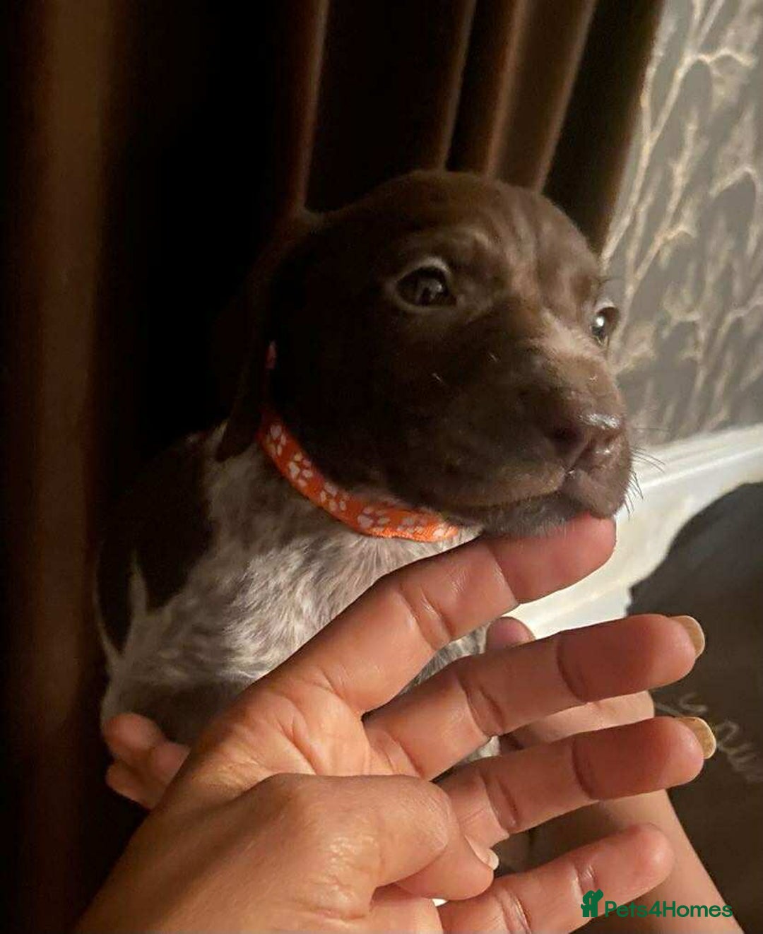 German Shorthaired Pointer dogs for sale: Stunning Litter of GSP puppies - Image 12