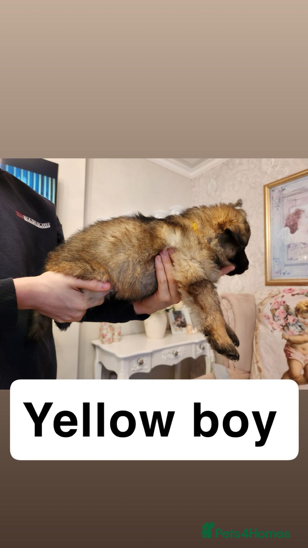 German Shepherd dogs for sale: Medium haired German shepherd pups  - Advert 5