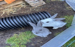 Mixed Breed rabbits for sale: mixed breed baby bunnies  - Image 10