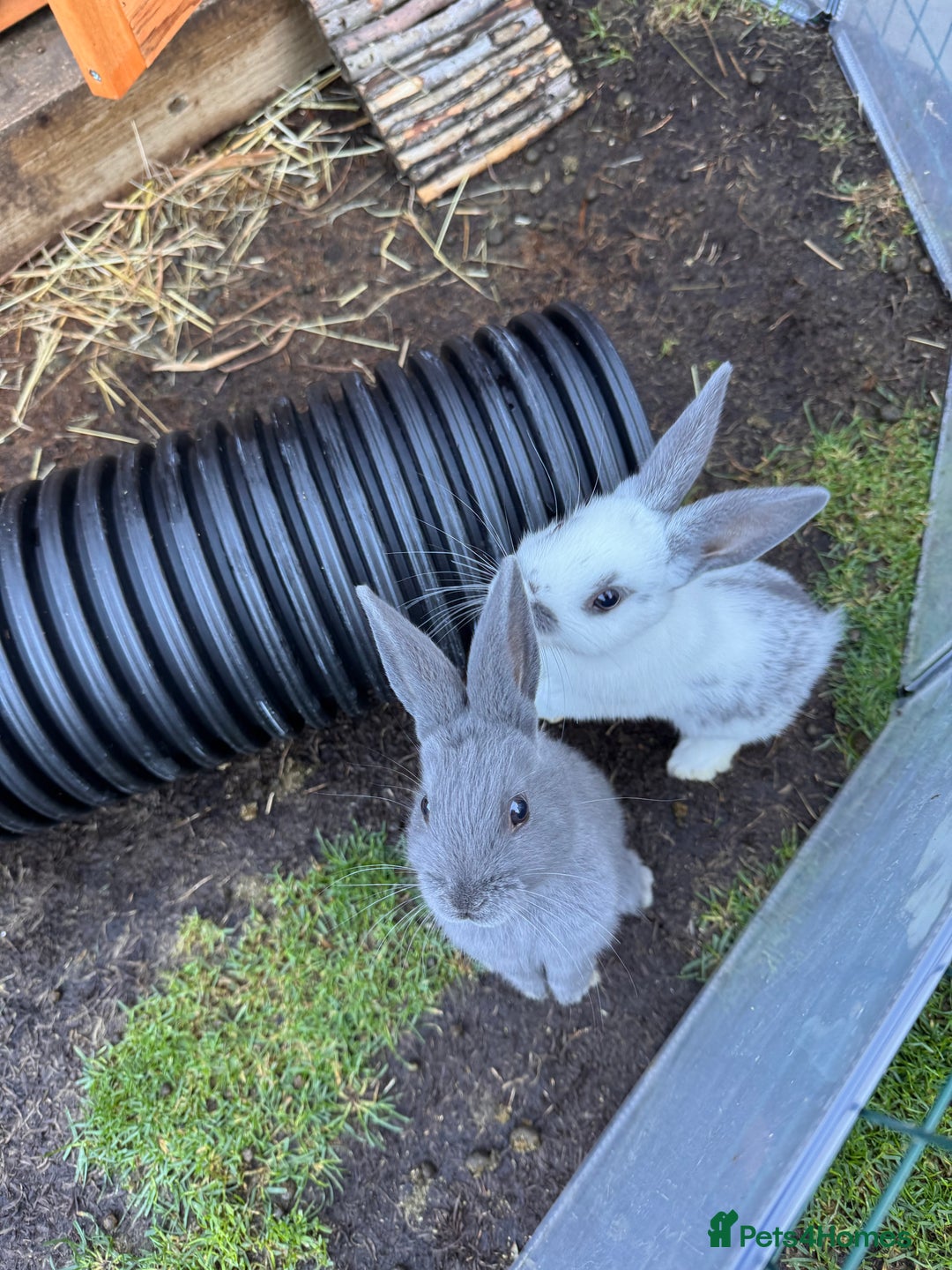 Mixed Breed rabbits for sale: mixed breed baby bunnies  - Image 10