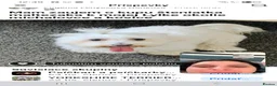 Maltese dogs for sale: Cicii - Advert 2