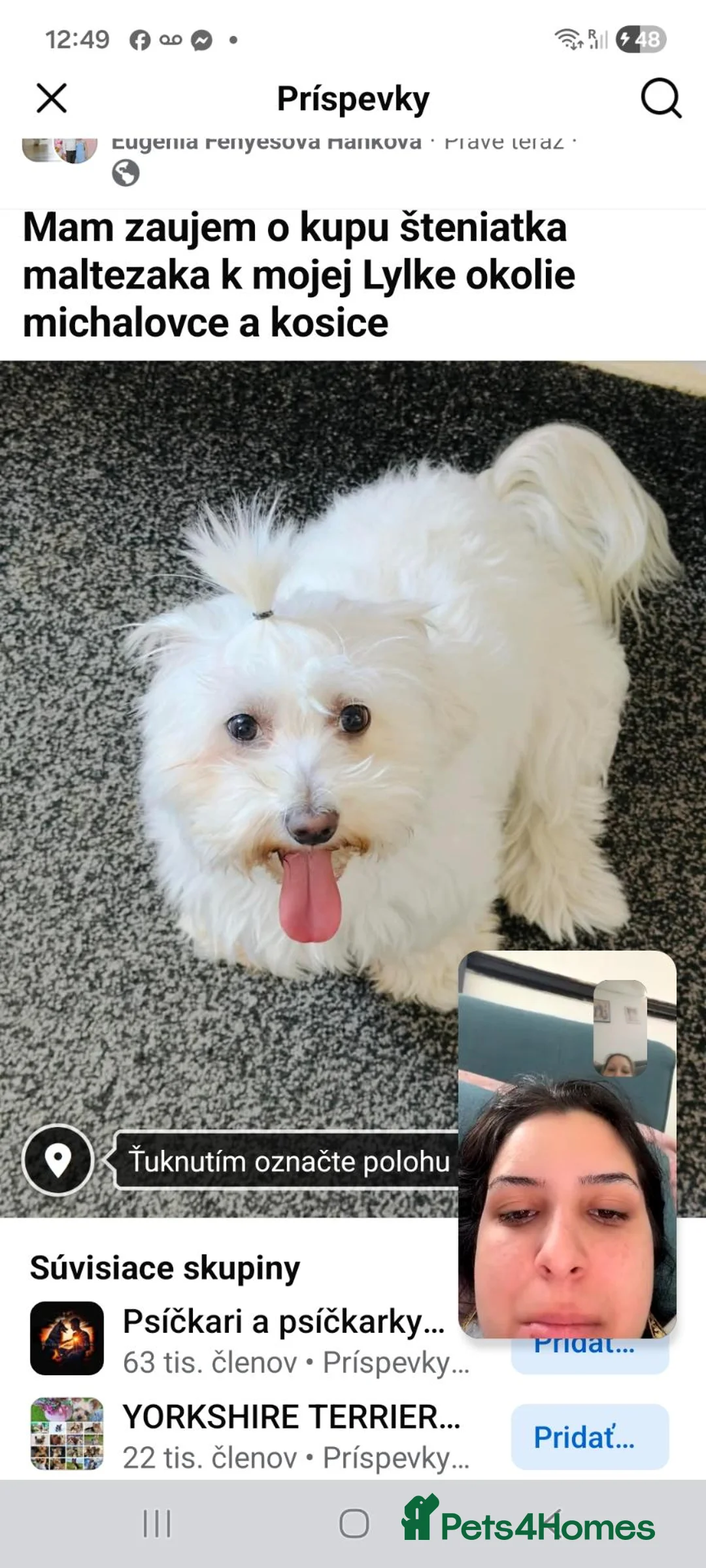 Maltese dogs for sale: Cicii - Advert 2