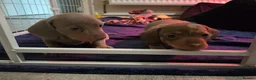 Miniature Dachshund dogs for sale: LAST PUPPY* Rare Isabella Mini Dacshund, blue eyes - Advert 13