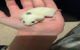 Mouse rodents for sale: Super tame handled African soft fur mice  - Image 24