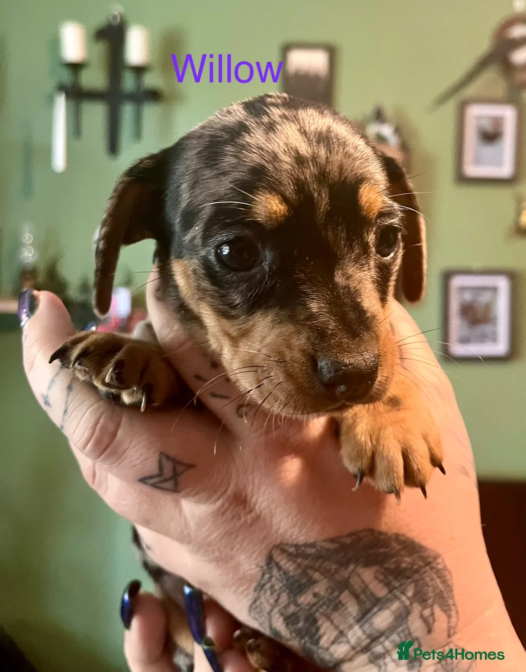 Mixed Breed dogs for sale: Stunning daxi cross pups  - Advert 1