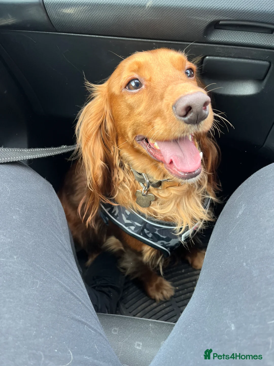 Cocker Spaniel dogs for sale: Fox red cocker spaniel in Burnley - Advert 1