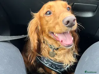 Cocker Spaniel dogs Fox red cocker spaniel - Advert 1