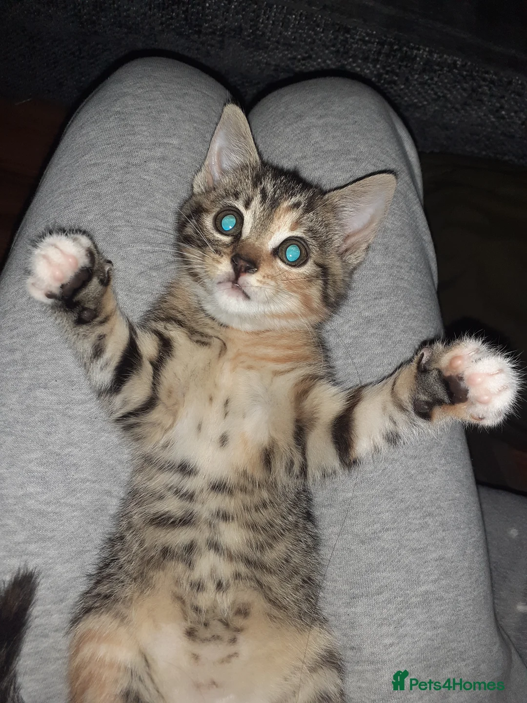 Mixed Breed cats for sale: Beautiful tabby kitten in Slough - Advert 2