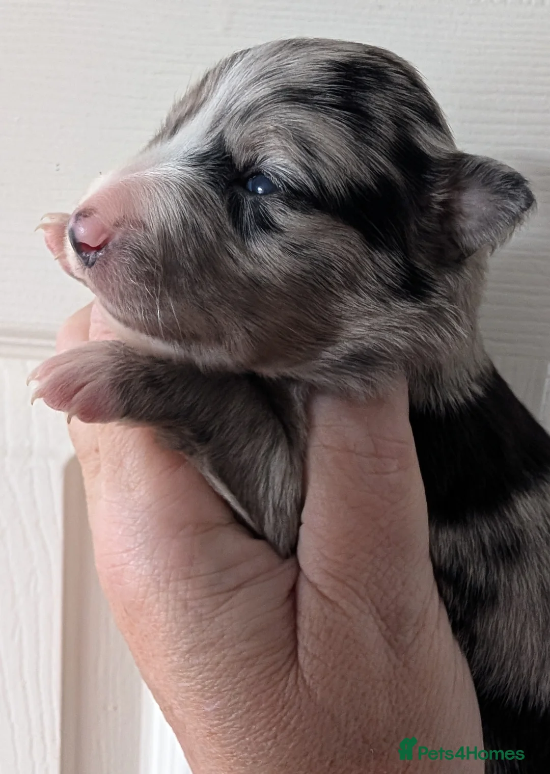Border Collie dogs for sale: Beautiful merle and red border collie puppies - Advert 2