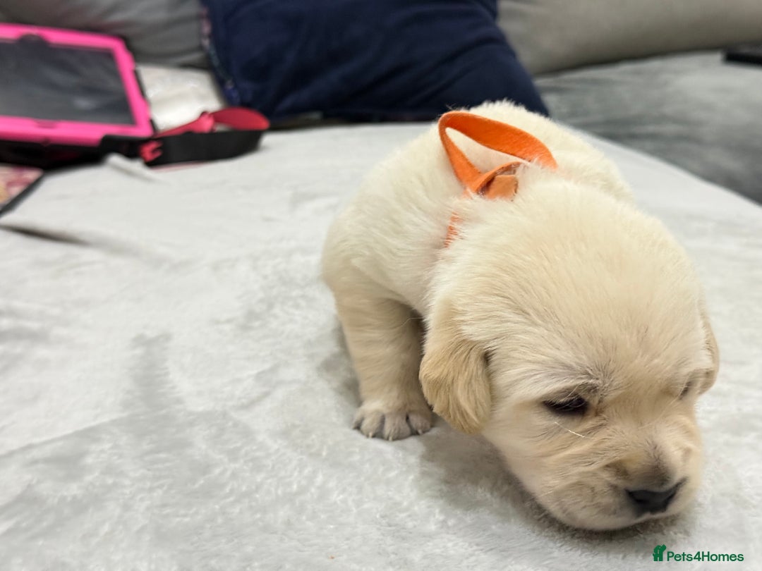 Golden Retriever dogs for sale: 6 golden retriever puppies for sale - Advert 6