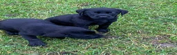 Labrador Retriever dogs for sale: kc registered labrador pups in Stafford - Advert 13