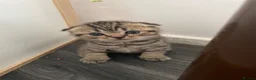 Scottish Fold cats for sale: Scottish fold kittens for sale  - Advert 3