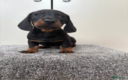 Miniature Dachshund dogs for sale: Black & Tan Minature Dachshunds⭐️ in Leicester - Image 8