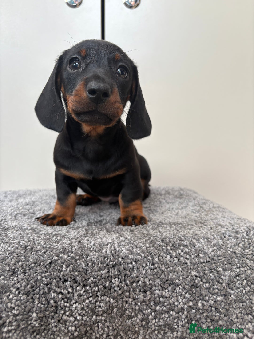 Miniature Dachshund dogs for sale: Black & Tan Minature Dachshunds⭐️ in Leicester - Image 8