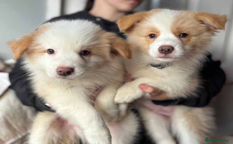 Border Collie dogs - Advert 7
