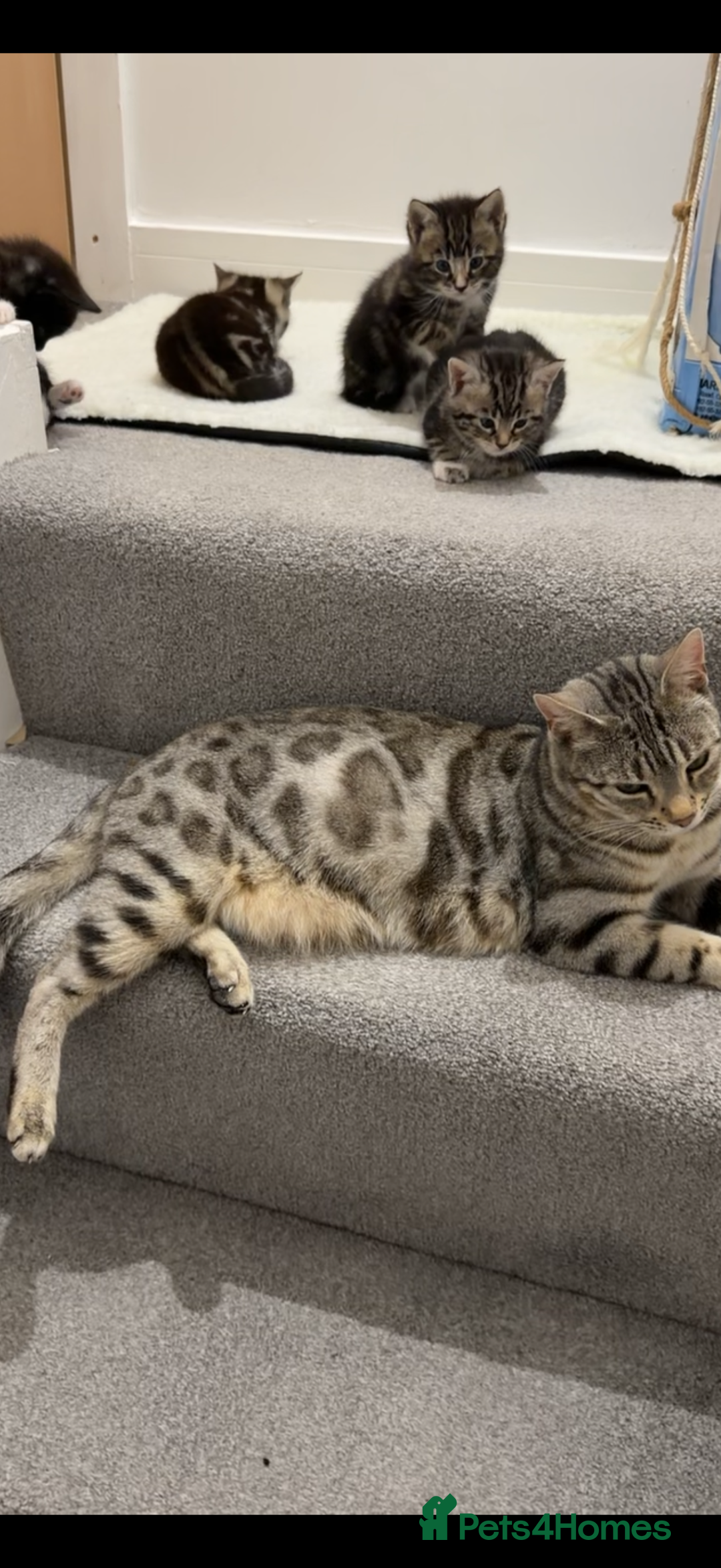 Bengal cats for sale: Bengal tabby cat  - Advert 3