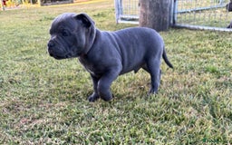 Staffordshire Bull Terrier dogs for sale: Elegant active blue staffordshire puppies - Image 4
