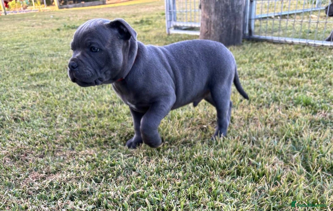 Staffordshire Bull Terrier dogs for sale: Elegant active blue staffordshire puppies - Image 4