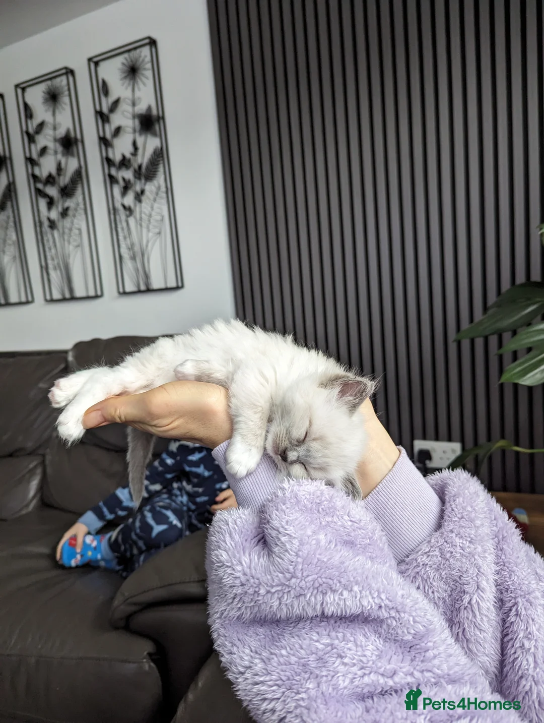 Ragdoll cats for sale: Gorgeous ragdoll kittens - Advert 2