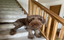 Goldendoodle dogs for stud: Our gorgeous boy Benji  in Northwich - Image 1
