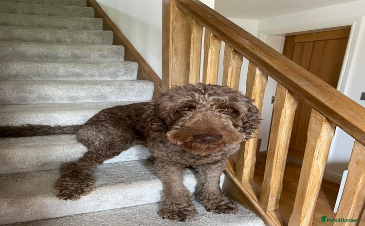 Goldendoodle dogs in Northwich - Advert 14