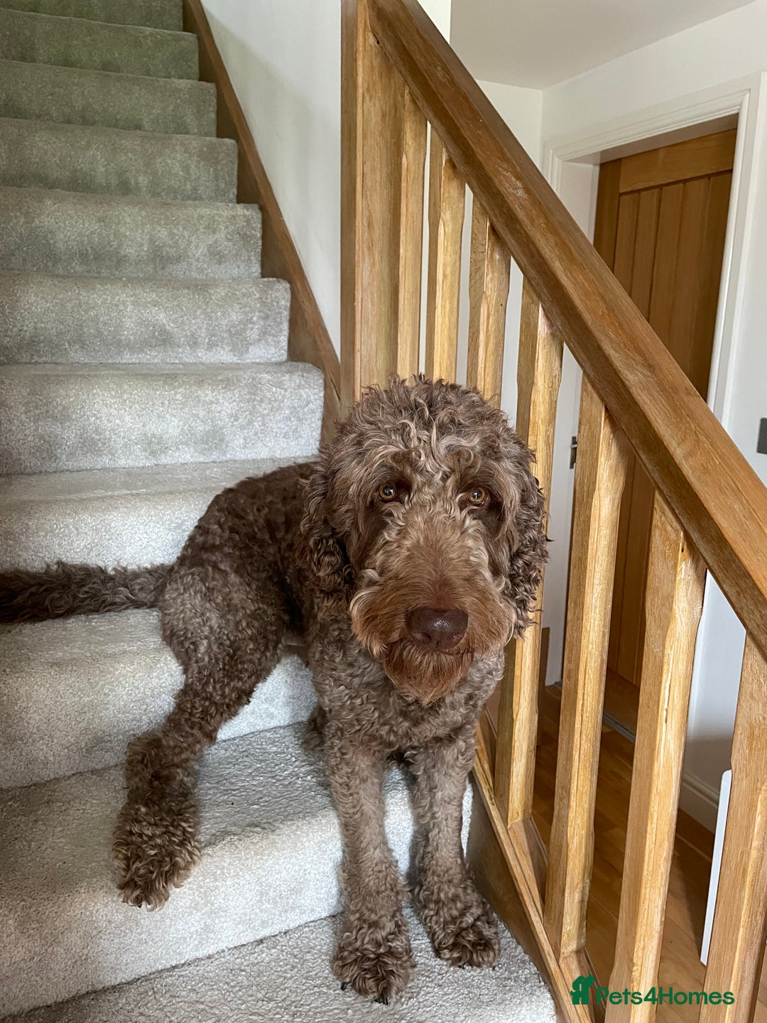 Goldendoodle dogs for stud: Our gorgeous boy Benji  in Northwich - Image 1