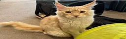 Maine Coon cats for sale:  Maine Coon Kittens  - Advert 8
