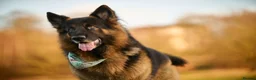 German Shepherd dogs for stud: Long haired german shepherd for stud - Advert 11