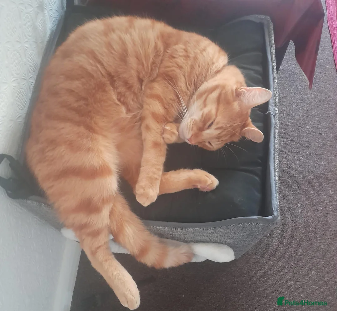 Mixed Breed cats for sale: FREE - Playful Ginger cat looking for Family - Advert 5