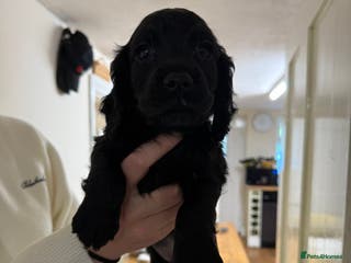 Cocker Spaniel dogs Working Cocker Spaniels - Advert 12