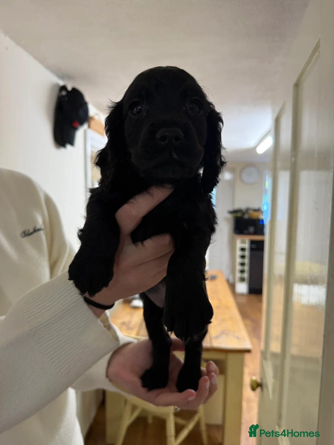 Cocker Spaniel dogs for sale: Working Cocker Spaniels - Advert 1