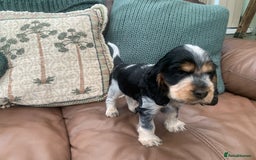 Cocker Spaniel dogs for sale: Cocker Spaniel (Show type ) KC registered pedigree - Image 7