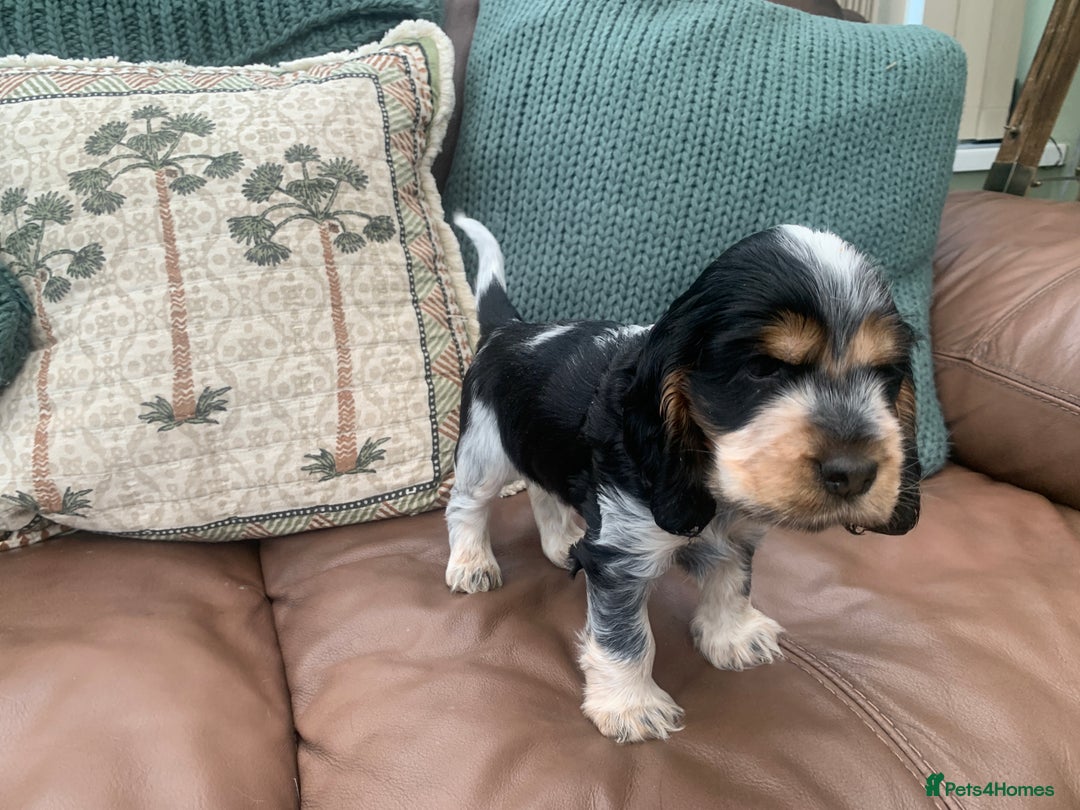 Cocker Spaniel dogs for sale: Cocker Spaniel (Show type ) KC registered pedigree - Image 7